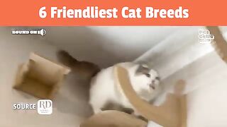 The 6 Friendliest Cat Breeds