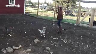 The FUNNIEST Farm Animals