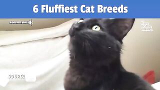 The Top 6 Fluffiest Cat Breeds