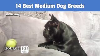 The Top 14 Medium Dog Breeds