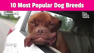 Top 10 Most Popular Dog Breeds