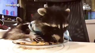 Try Not To Laugh Raccoon Chaos