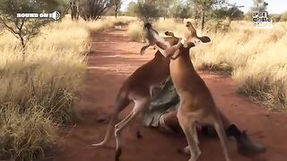 FUNNIEST Animals & Pets from Down Under