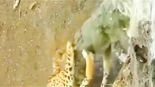 Crocodile Attacks Tiger OMG