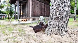 A black cat sharpens its claws on a tree in the garden before coming to be pampered.