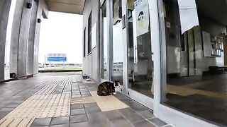 When I go to the ferry terminal, it's fun to see a cat in the waiting room.