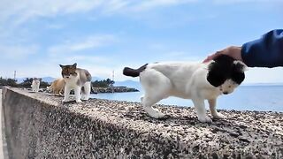 Petting the cats gathered on the breakwater on Cat Island