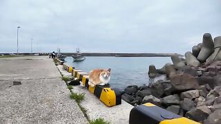 A cat on the breakwater makes a sound when its back is patted