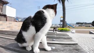 When you sit down at the table on Cat Island, a lot of cats will gather around and it's fun.