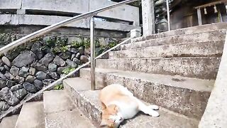 The cat rolling around on the stairs of the shrine is too cute