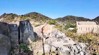 Cats leisurely walking on a rocky area on the edge of a cliff