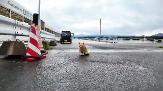 When the rain stopped in the evening, I went to the fishing port and saw a cat rubbing against my feet.