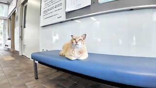 I sat next to a cat that was sleeping in the waiting room of the ferry terminal and started nagging at it.