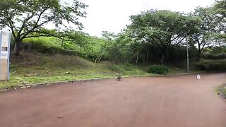 Cats in the park: a pheasant tabby cat who runs away and a white pheasant cat who is caught and petted