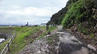 A stray cat that cries out when being petted