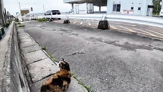 The calico cat at the ferry terminal was so cute that it gave a small response when you pet it.