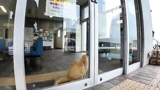 When I sat on a bench at the ferry terminal, a cat jumped next to me.