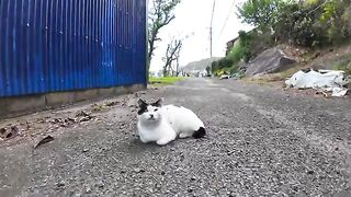 When you pet a cat sleeping on the road, it purrs happily and becomes cute.