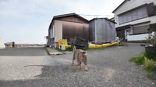 Cats gather at the bars on Cat Island in the evening. And then the cat fight begins