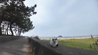 A stray cat sleeping on the breakwater jumps up in joy when you pet it. And then another cat came too.