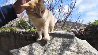 cat on the lantern