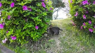 The stray cat that climbs onto my lap when I sit on a bench in the park is so cute