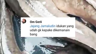 Indukan lele yang sudah gak kepake (afkir) dikemanain kang❓