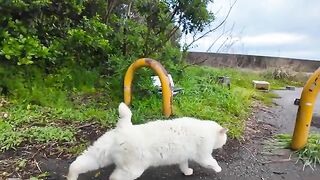 The only sociable white cat in the white cat zone at the back of the parking lot, came out even though her feet were rough after the rain.