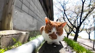 The cat on the wall cries out in joy when being stroked.