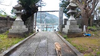 While I was walking around Cat Island, it started raining, so I took shelter at a shrine and a cat came too.