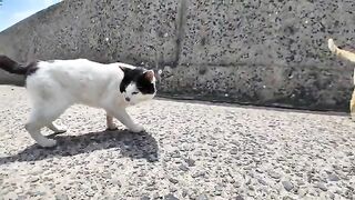 Cat Island's black and white cat "Meow" Tokotokogoron