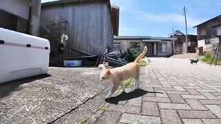 Cats on Nekojima are so cute when they see people.