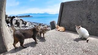 seaside cat gathering