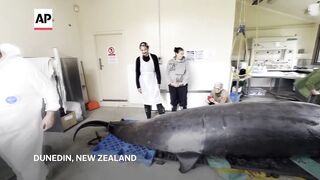 Scientists gather to decode puzzle of the world's rarest whale in 'extraordinary' New Zealand study