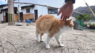 When I arrived at Cat Island and went to worship at the shrine, it was fun to see a cat I met under the stairs following me.