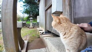 When I sat on the stone steps of the shrine, a cat came onto my lap.