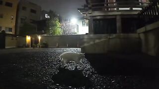 The white cat I met at the shrine at night was a little shy.