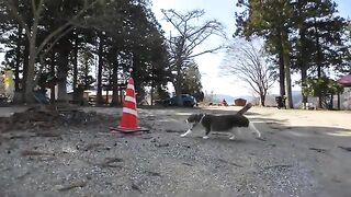 A cat patrolling the shrine grounds gets thirsty on the way, so he drinks water.