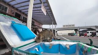 A cat at the ferry terminal checking luggage for  to the island