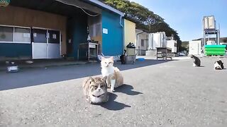 A gathering place for cats in front of the restaurant at the fishing port