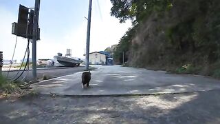 A cat I met at the port: ``I'm going to a cat gathering now, Nyan. I'll follow you, Nyan.''