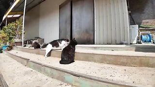 Cats waiting for the store to open in front of a closed store on the island