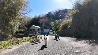 As I was walking along the mountain path, a lot of cats gathered around me.