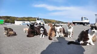 Cats gathered at the fishing port in the morning