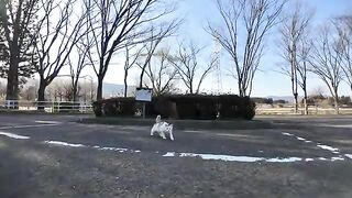 A light calico cat in the park parking lot rolls around when you pet it, so cute