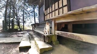 The cat at the shrine is so cute rolling around