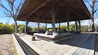 A cat gathering was being held in the park's gazebo.