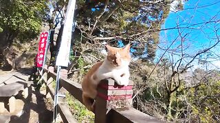 cat relaxing on the railing