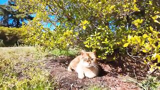 As I sat on a stone by the pond, a nearby cat climbed onto my lap.