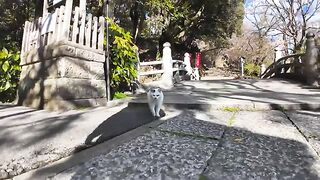 Guardian cat of the shrine bridge